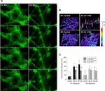 GFP Antibody in Immunocytochemistry (ICC/IF)