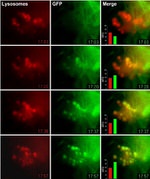 GFP Antibody in Immunocytochemistry (ICC/IF)