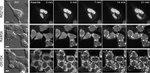 GFP Antibody in Immunocytochemistry (ICC/IF)