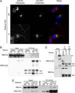 GFP Antibody in Immunocytochemistry (ICC/IF)