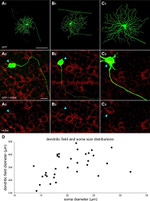 GFP Antibody in Immunocytochemistry (ICC/IF)