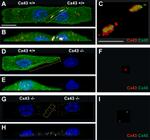 GFP Antibody in Immunocytochemistry (ICC/IF)