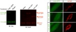 GFP Antibody in Immunocytochemistry (ICC/IF)