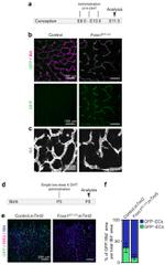 GFP Antibody in Immunohistochemistry (IHC)