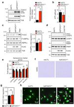 GFP Antibody in Immunohistochemistry (IHC)