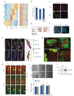 GFP Antibody in Immunohistochemistry (IHC)
