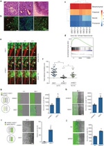 GFP Antibody in Immunohistochemistry (IHC)
