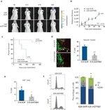 GFP Antibody in Immunohistochemistry (IHC)