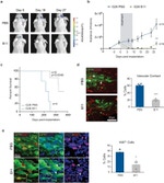 GFP Antibody in Immunohistochemistry (IHC)