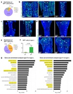 GFP Antibody in Immunocytochemistry, Flow Cytometry (ICC/IF, Flow)