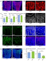 GFP Antibody in Immunohistochemistry (IHC)
