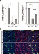 GFP Antibody in Immunohistochemistry (IHC)