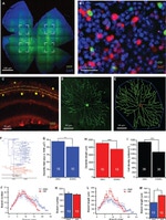 GFP Antibody in Immunohistochemistry (IHC)