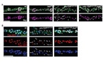 GFP Antibody in Immunohistochemistry (IHC)
