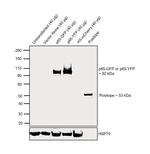 GFP Antibody in Western Blot (WB)