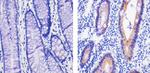 OxPhos Complex IV subunit IV Monoclonal Antibody (10G8D12C12)