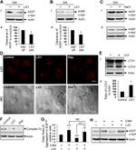 OxPhos Complex IV subunit IV Antibody in Western Blot (WB)