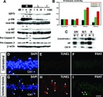 OxPhos Complex IV subunit IV Antibody in Western Blot (WB)
