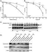 OxPhos Complex IV subunit IV Antibody in Western Blot (WB)