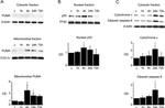 OxPhos Complex IV subunit IV Antibody in Western Blot (WB)