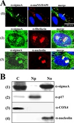OxPhos Complex IV subunit IV Antibody in Western Blot (WB)