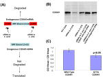 OxPhos Complex IV subunit IV Antibody in Western Blot (WB)
