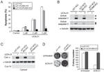 OxPhos Complex IV subunit IV Antibody in Western Blot (WB)