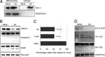 OxPhos Complex IV subunit IV Antibody in Western Blot (WB)
