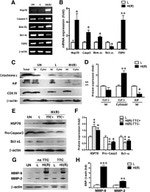 OxPhos Complex IV subunit IV Antibody in Western Blot (WB)