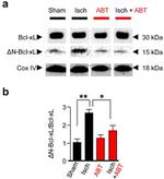 OxPhos Complex IV subunit IV Antibody in Western Blot (WB)