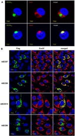 OxPhos Complex IV subunit IV Monoclonal Antibody (20E8C12)