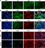 OxPhos Complex IV subunit IV Antibody in Immunohistochemistry (IHC)