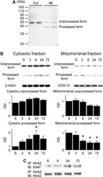OxPhos Complex IV subunit IV Antibody in Western Blot (WB)