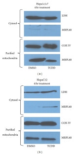 OxPhos Complex IV subunit IV Antibody in Western Blot (WB)