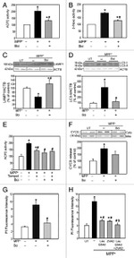 OxPhos Complex IV subunit IV Antibody in Western Blot (WB)