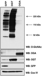 OxPhos Complex IV subunit IV Antibody in Western Blot (WB)