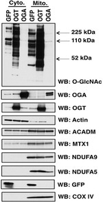 OxPhos Complex IV subunit IV Antibody in Western Blot (WB)