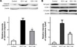 OxPhos Complex IV subunit IV Antibody in Western Blot (WB)