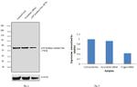 ATP Synthase beta Antibody in Western Blot (WB)