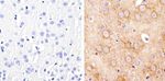 alpha Tubulin Antibody in Immunohistochemistry (Paraffin) (IHC (P))