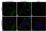 DECR1 Antibody