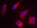 DIABLO Antibody in Immunocytochemistry (ICC/IF)
