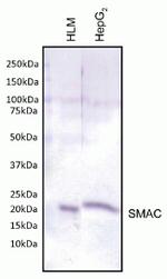 DIABLO Monoclonal Antibody (8H5AB2)