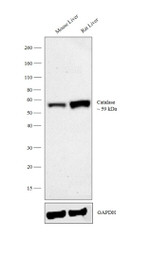 Catalase Antibody in Western Blot (WB)