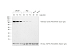 F(ab')2-Rabbit anti-Goat IgG (H+L) Secondary Antibody, HRP