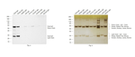 Goat IgG (H+L) Secondary Antibody in Western Blot (WB)