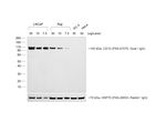 F(ab')2-Rabbit anti-Goat IgG (H+L) Cross-Adsorbed Secondary Antibody, HRP