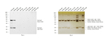 Goat IgG (H+L) Cross-Adsorbed Secondary Antibody in Western Blot (WB)
