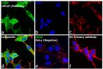 F(ab')2-Rabbit anti-Goat IgG (H+L) Cross-Adsorbed Secondary Antibody, FITC