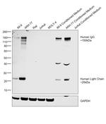 Human IgG (H+L) Secondary Antibody in Western Blot (WB)